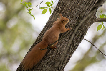 Sciurus Vulgaris (scoiattolo rosso) nel Parco di Monza