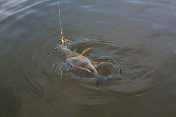 Summer fishing, perch fishing spinning reel on the lake 