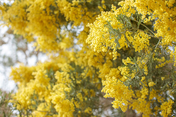 Mimosa tree branch with yellow flowers