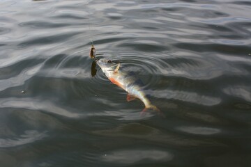 Summer fishing, perch fishing spinning reel on the lake 