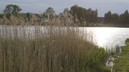 Trzcina nad zalewem