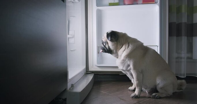 Funny hungry pug dog looking into the open fridge at night, standing near the refrigerator. Want to eat at night. Failed diet. Extra calories. Funny pet inspects products