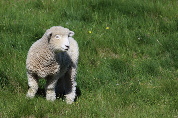 Romneyschaf / Romney sheep / Ovis.