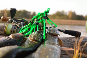 Summer fishing, pike fishing, spinning on the lake 