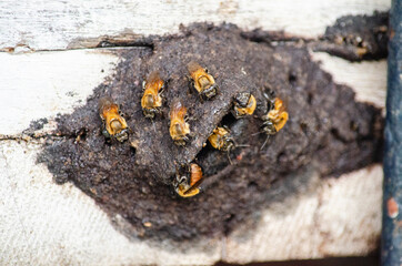 Abejas en colmena 