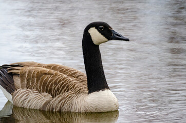 Canadian goose in pond profile view reflections