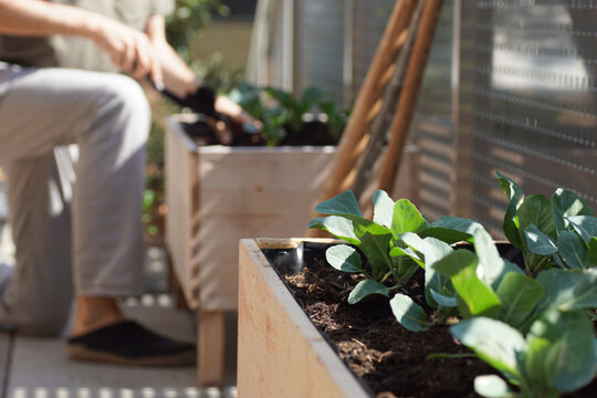 Close up of vegetable plants growing on a balcony with a young man doing garden work in the background