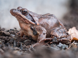 Detailreiche Nahaufnahme von einen Frosch der auf der Erde sitzt.