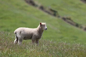 Obraz premium Coopworthschaf / Coopworth sheep / Ovis.