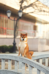 Portrait of beautiful red shiba inu dog standing on its hind legs on the bridge in the city at sunset