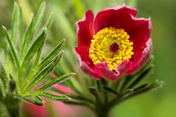 Nahaufnahme einer Hahnenfuss blume