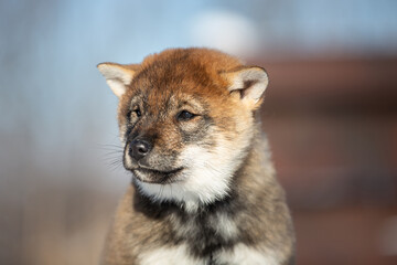 Close-up Portrait of an Shikoku puppy in winter. Shikoku ken puppy. Kochi-ken dog