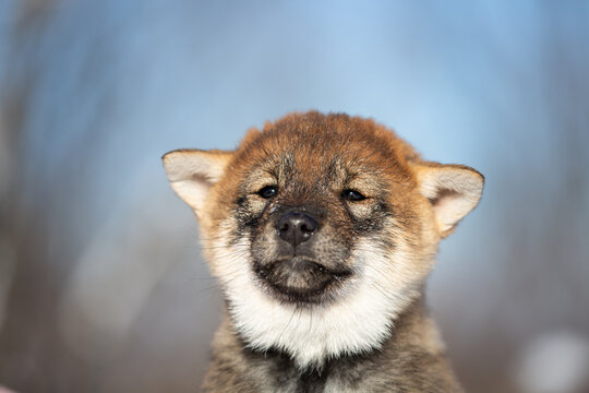 Close-up Portrait Of An Shikoku Puppy In Winter. Shikoku Ken Puppy. Kochi-ken Dog