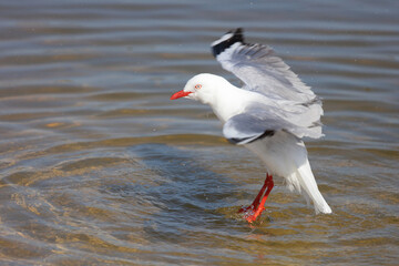 Rotschnabelmöwe / Red-billed gull / Larus scopulinus.