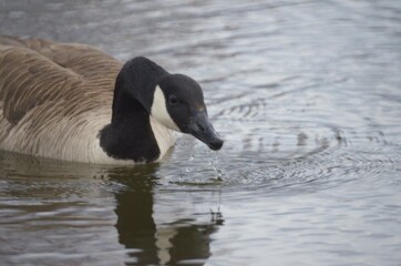 Canadian goose swimming in pond with water drops looking at camera with reflection