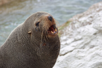 Neuseeländischer Seebär / New Zealand fur seal / Arctocephalus forsteri..