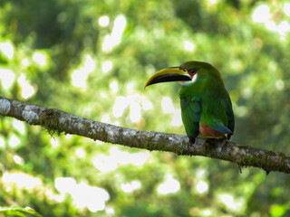 northern emerald toucanet