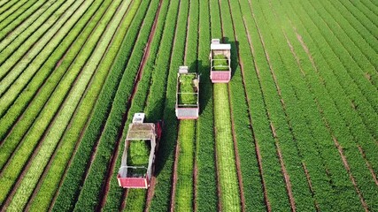 Parsley plant. Three agriculture machinery harvesting herbs in a green agricultural field. Combine harvester. - Powered by Adobe