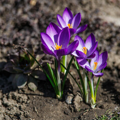 Wild purple crocuses blooming in their natural environment in the forest. Crocus heuffelianus.Purple Flowers in the Forest