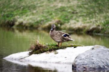 Duck in pond sitting on rock grass in back