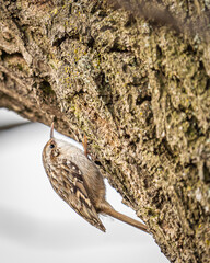 Ein Gartenbaumläufer an einem Baum!