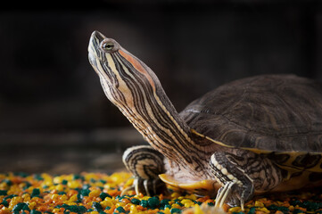 Obraz premium An image of Red Eared Turtle on background, close-up