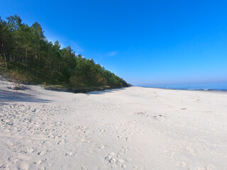 beach and forest