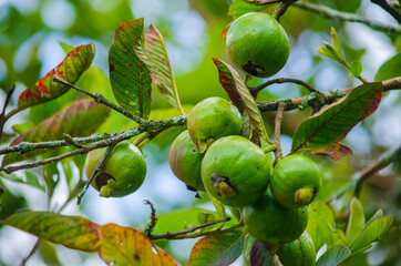 Árbol de guayabas con frutos 