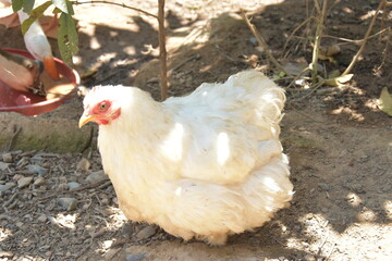 Gallina blanca con muchas plumas en el campo 