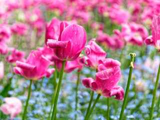 Pink tulips covered with raindrops bloom on the flower bed in springtime