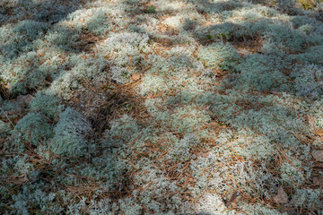 Moss texture. Gray moss in a forest glade, illuminated by the rays of the sun. Horizontal photo. 
