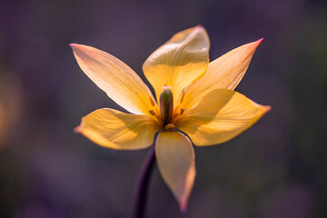 Beautiful flower close-up on dark background. Soft focus.