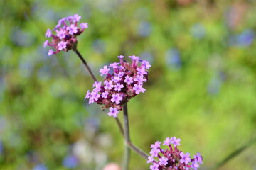 Fototapeta premium ヤナギハナガサ（サンジャクバーべナ、Verbena bonariensis)