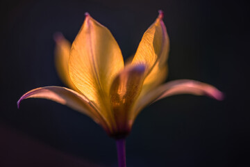 Beautiful flower close-up on dark background. Soft focus.