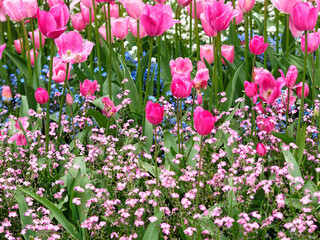 Pink tulips covered with raindrops bloom on the flower bed in springtime