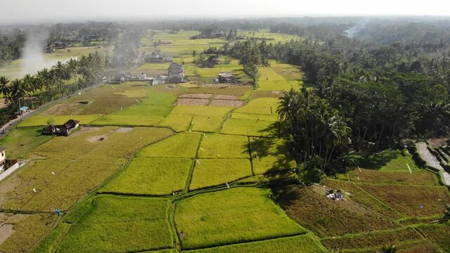 Aerial Rice Fields in Bali, Indonesia