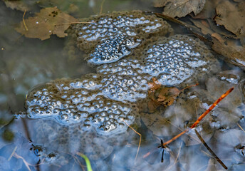 A frog spawn in the waters.