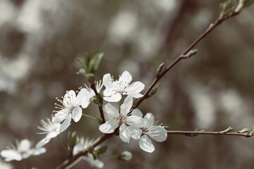 Desaturated image with blooming cherry blossoms. Macro image. Decolorized flowers of decolorized in spring