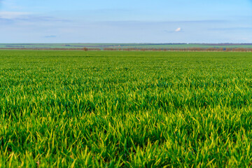 agricultural field with young sprouts and a blue sky with clouds - a beautiful spring landscape