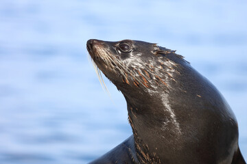 Obraz premium Neuseeländischer Seebär / New Zealand fur seal / Arctocephalus forsteri
