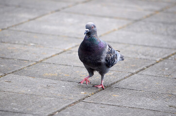鳩