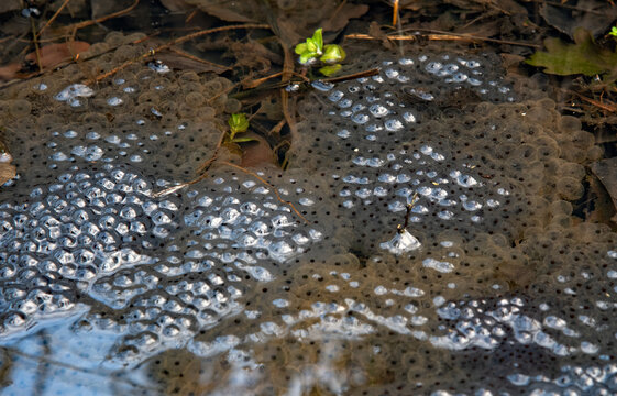 A frog spawn in the waters.