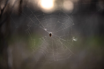 Spider on a web in the forest. Close-up.