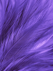 Beautiful abstract purple feathers on white background, black feather texture on dark pattern and purple background, colorful feather wallpaper, love theme, valentines day, light purple gradient