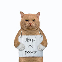 A reddish cat with a sign around his neck that says adopt me please. White background. Isolated.
