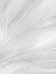 Beautiful abstract gray feathers on white background, soft white feather texture on white texture...