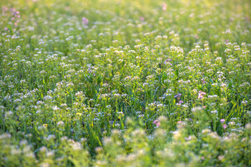 Fototapeta premium Spring flowers on the meadow. Soft focus.