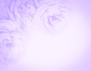 Fototapeta na wymiar Beautiful abstract light purple flowers on white background, white flower frame, purple leaves texture, gray background, valentines day, love theme, purple gradient texture
