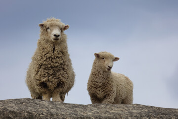 Naklejka premium Romneyschaf / Romney sheep / Ovis.