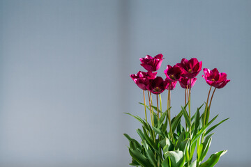 Set of potted tulips in natural light. House plants
